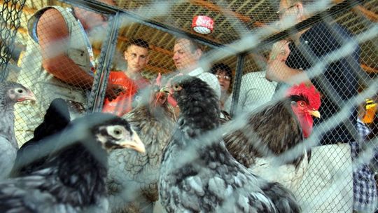 Kury zielononóżki coraz popularniejsze