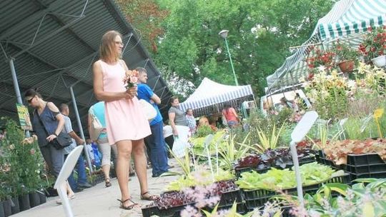 Kwiaty, byliny i krzewy na kiermaszu w Końskowoli