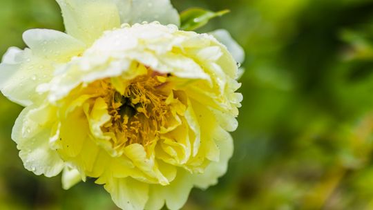 Kwiaty dla przeciwników napoju z chmielu?