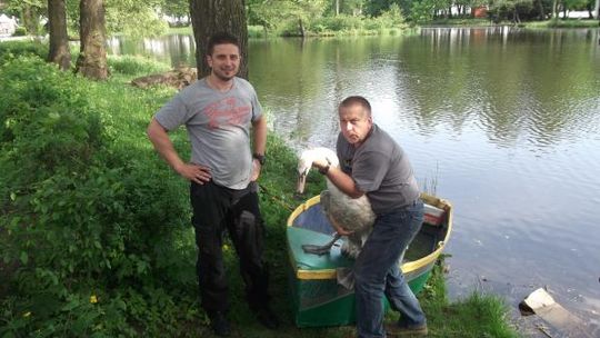 Łabędź połknął wędkarski haczyk. Uratował go szef schroniska dla psów
