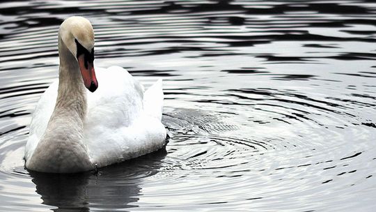 Łabędź wtargnął na jezdnię. "Ptaki nie zachowują się normalnie"