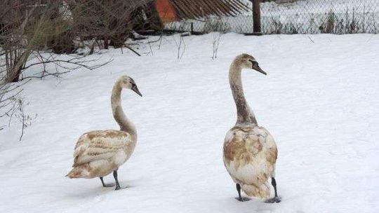 Łabędzie przymarzły na jeziorze. Dwa uratowane ptaki nie przeżyły nocy