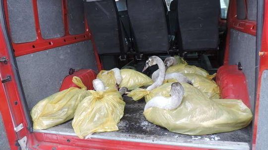 Łabędzie przymarzły na jeziorze. Na ratunek ruszyli strażacy [zdjęcia]