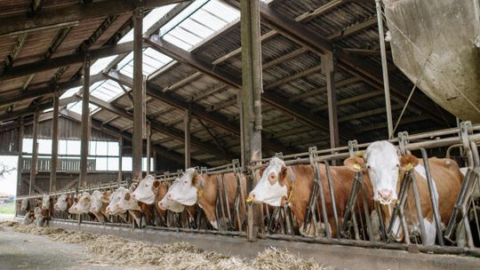 Laboratorium w Puławach badające pryszczycę pracuje w trybie 24-godzinnym