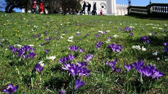 Łąka krokusów na wzgórzu zamkowym w Lublinie [zdjęcia]