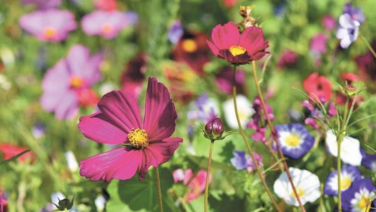 Łąka kwietna powstanie w Łęcznej. Za pieniądze z zielonego budżetu