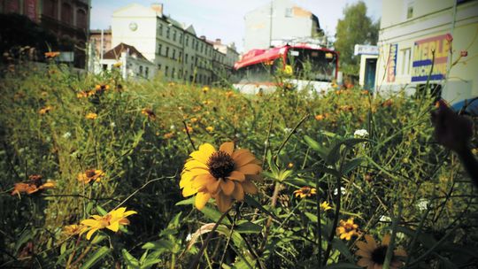 Łąka zamiast trawnika. W Lublinie jest jedna, będzie więcej?