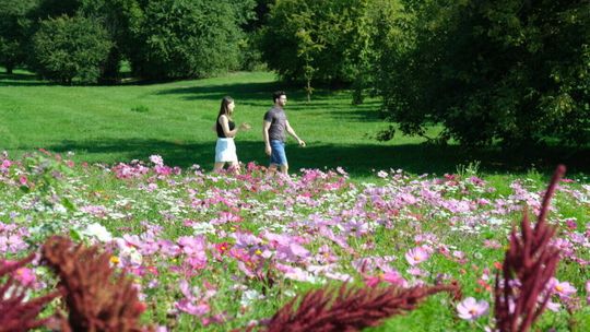 Łąki kwietne przyjadą do Lublina z Ełku