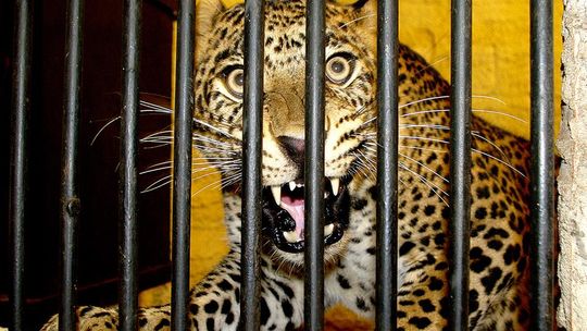 Lampard Xawery przyjechał do zoo w Zamościu