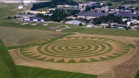 Landarty w pobliżu Portu Lotniczego Lublin wciąż w polu