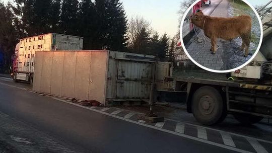 Łapali krowy i byki, które uciekły z ciężarówki. Pomogli strażacy i mieszkańcy [zdjęcia]