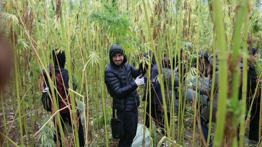 Las konopi w Lublinie. Czas na wielkie żniwa. Już w poniedziałek?