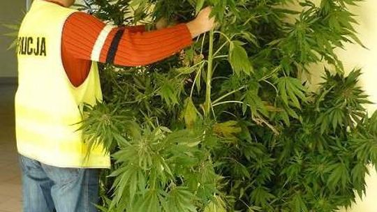 Las marihuany w gminie Czemierniki, dwie osoby zatrzymane