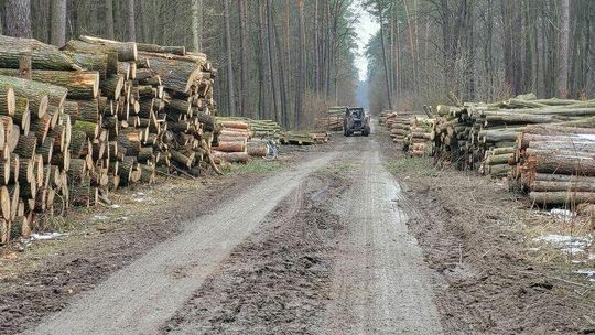 Las przy Kraśniku Fabrycznym uratowany