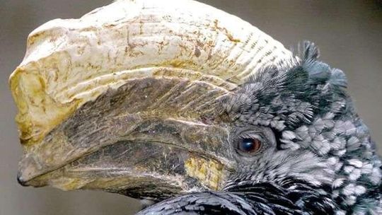 Łaskuny i dzioborożce. Zoo w Zamościu ma nowych lokatorów