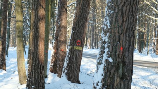 Lasy Kozłowieckie i czerwone kropki. To wyrok na drzewa