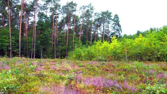 Lasy Lubelszczyzny mają dziś swoje święto. Co można w nich zobaczyć?