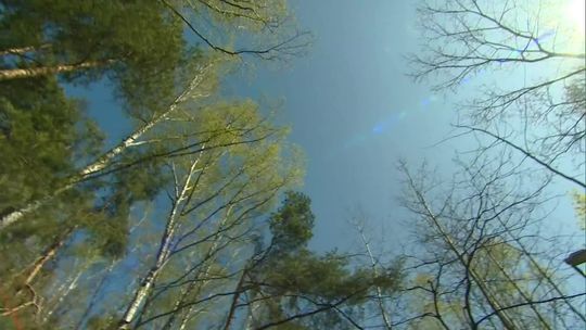 Lasy Państwowe wycofują się ze stosowania certyfikowanej wycinki drzew. Prezydenci apelują o zmianę decyzji