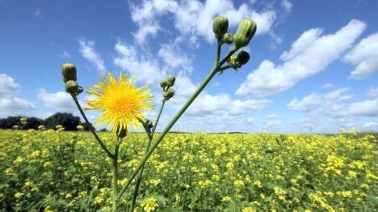 Latający dron ze specjalną kamerą nad polami i łąkami w Lubelskiem. Co sprawdza?