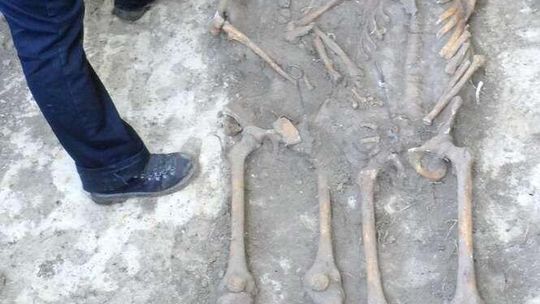 Latami szukała grobu ojca, teraz na drodze stanęli urzędnicy. Nie pozwalają ekshumować