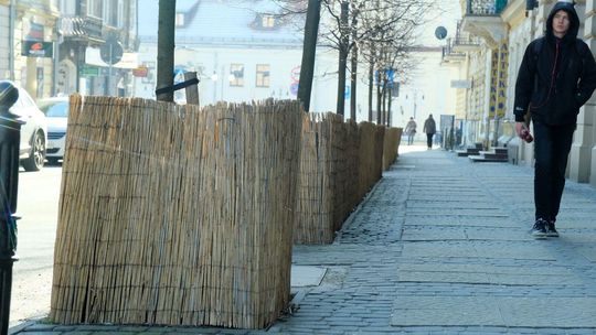 Latem podlewanie, zimą drogie płotki. Ile tak naprawdę kosztują nowe nasadzenia w Lublinie
