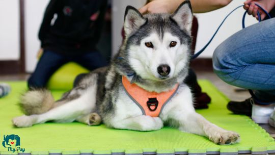 Lato 2019 w Lublinie. Półkolonie i inne zajęcia dla dzieci na wakacje w mieście [program i ceny]