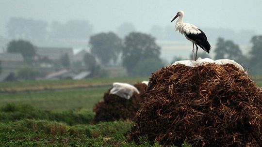 Lato odlatuje do Afryki