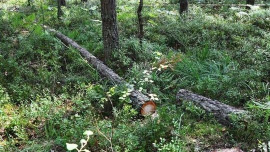 Łążek Ordynacki: Tragiczny wypadek w lesie