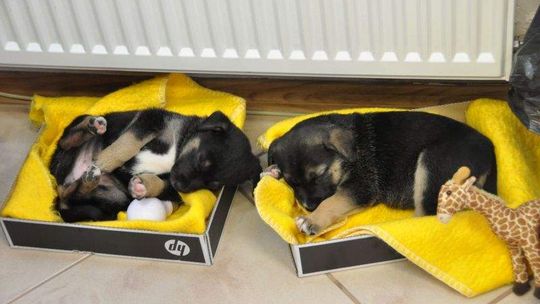 Łęczna: Podrzucone pieski mają nowe domy