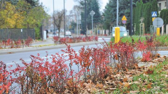 Łęczna: Posadzono 1500 roślin