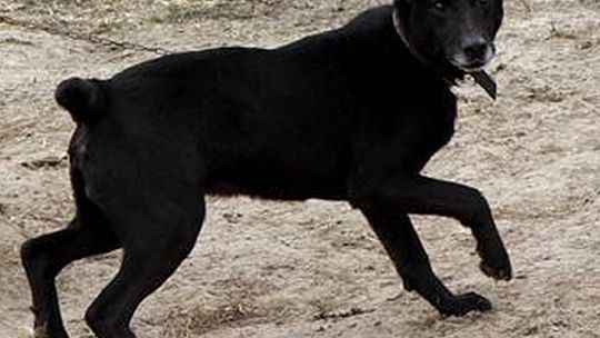 Łęczna: Sprawdzą, czy Azor ma tabliczkę 