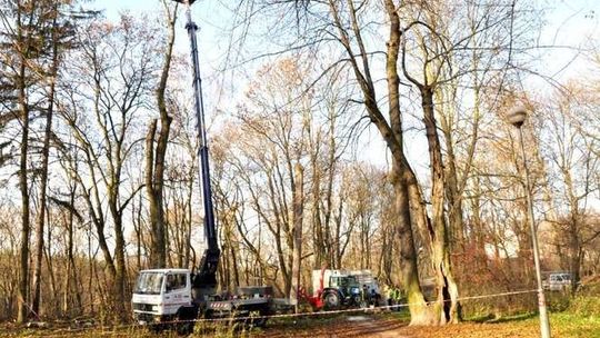 Łęczna. Wycinka w parku.  Pod topór pójdzie 70 drzew