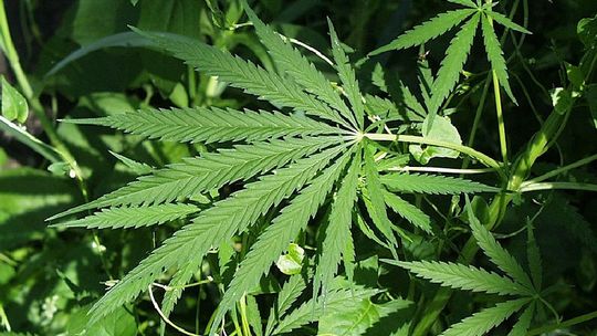 Legalizacja marihuany w Czechach. Będzie dostępna na receptę