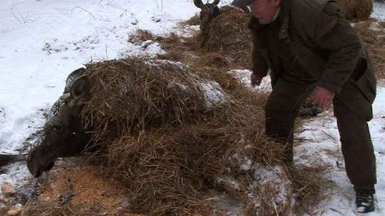 Łęgi: Uratowane łosie walczą o życie