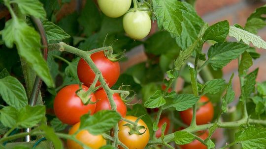 Leonów: Wyciek kwasu na plantacji pomidorów. Jedna osoba podtruta