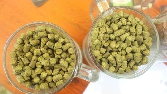 Lepsze czasy dla lubelskich plantatorów chmielu. Oktawia i Izabella podbiją rynek?