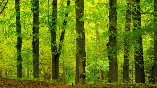 Leśnicy boją się o stan prywatnych lasów