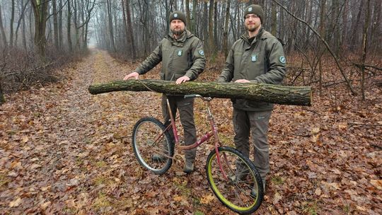 Leśnicy kontra puławski złodziej drewna. Burza w internecie