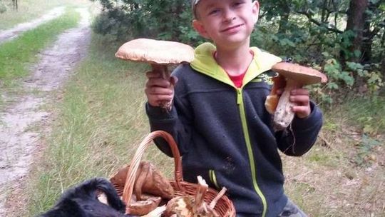 Leśnicy: Mało grzybów w lasach. Czytelnicy: zobaczcie sami! (zdjęcia)