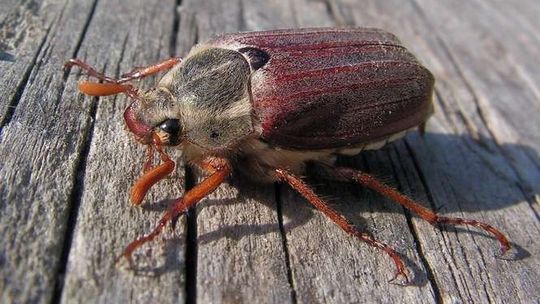 Leśnicy szykują się na inwazję chrabąszczy