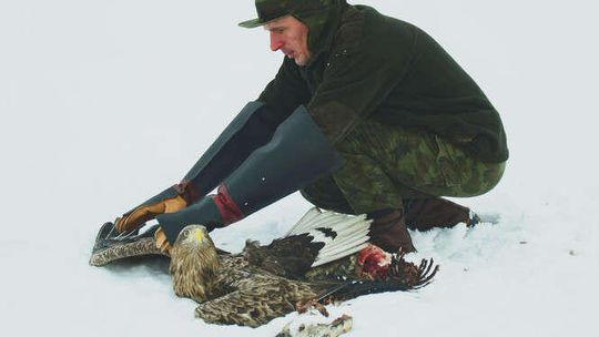 Leśnicy uratowali dwa bieliki. Prawdopodobnie ptaki były zatrute [zdjęcia]