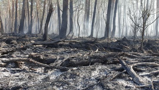 Leśnicy w regionie posadzą miliony drzew. Rusza też sezon ochrony przeciwpożarowej