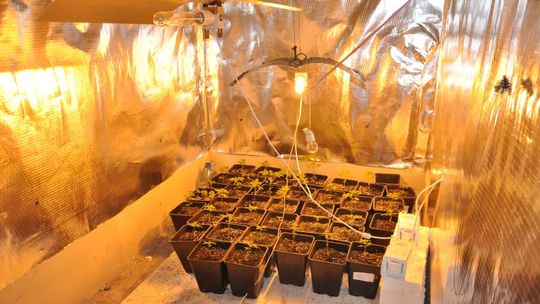 Leśniowice. Policjanci odkryli w domu plantację marihuany