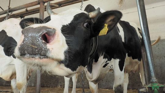 "Leżaki" trafiły także do rzeźni w woj. lubelskim. Producenci mięsa liczą straty