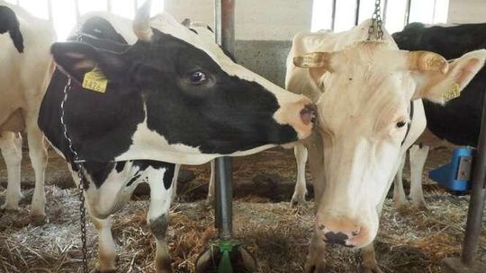 Liczą na pieniądze za świnie i krowy. Agencja Rynku Rolnego dostała 10 tys. wniosków