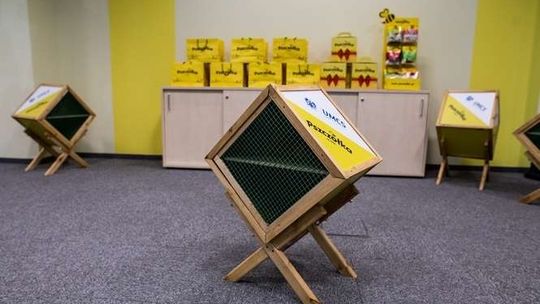 Liczba tych owadów zmniejsza się z roku na rok. Stworzą im "miejsca do pracy"