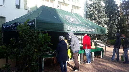 Lipa, świerk, klon. W Lublinie rozdają dziś drzewa za darmo 