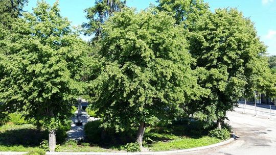 Lipy na skwerze pójdą pod topór? Opinie ekspertów nie pozostawiają złudzeń