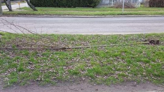 Lipy przeszkadzają? Ktoś przewraca posadzone drzewka