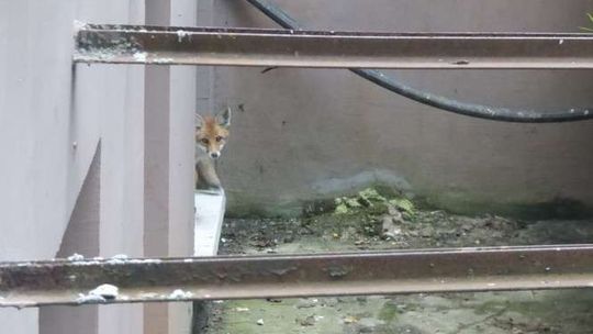 Lis w tarapatach. Pomogli mu strażnicy miejscy, ale teraz czeka go wycieczka